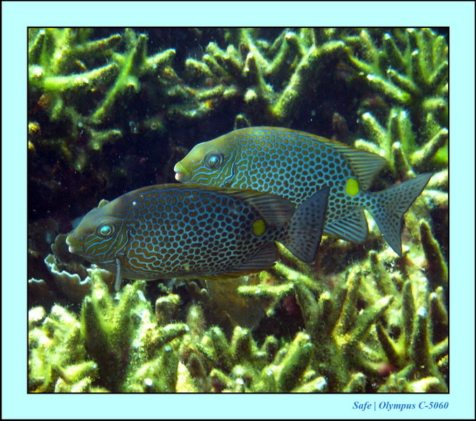 2005 - 08 - Redang  - 159.JPG